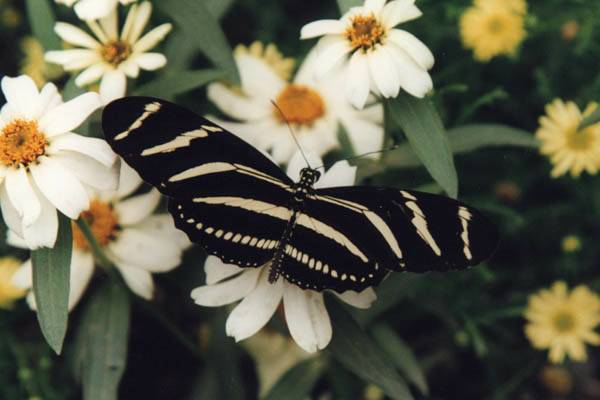 Butterflies Facts, More Butterflies Facts, Butterflies Fact Pictures, Butterflies Fact Photos, Facts about Butterflies, Butterfly Facts